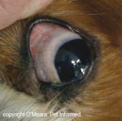 Image showing the conjunctival membranes of a normal dog eye. These can become infected in distemper, leading to nasty conjunctivitis. The eye discharge that results contains infective distemper organisms.