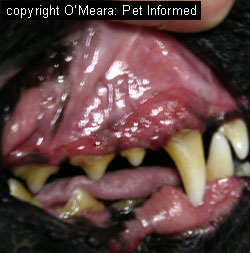 Complications From Dog Eating Horse Poop Complications From Dog Eating Horse Poop