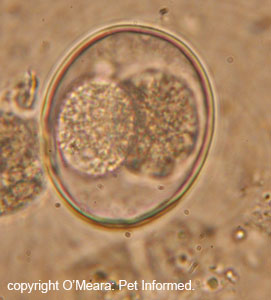 Isospora oocyst (extreme close-up - 1000x) starting to undergo maturationto its infectious state - fecal flotation image.