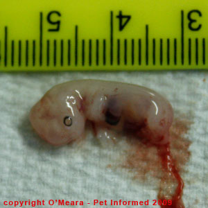 Stage of cat pregnancy - the kitten embryo at 23-25 days gestation. Stage of cat pregnancy - the kitten embryo at 23-25 days gestation.