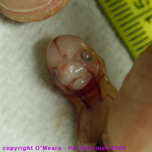 Stage of cat pregnancy - the head and trunk of the 4-week kitten fetus. Stage of cat pregnancy - the head and trunk of the 4-week kitten fetus.
