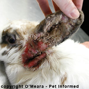 Getting Oil Out Of Cat Fur Getting Oil Out Of Cat Fur