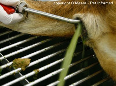 This is an image of a dog undergoing a manual enema to remove a poison (e.g. snailbait, rodenticide poison). The vet or nurse is washing the rectum gently with warm water to make the bait-laden faeces come out. The water coming out of the animal's rectum is bright green: this is the dye used in the poison.