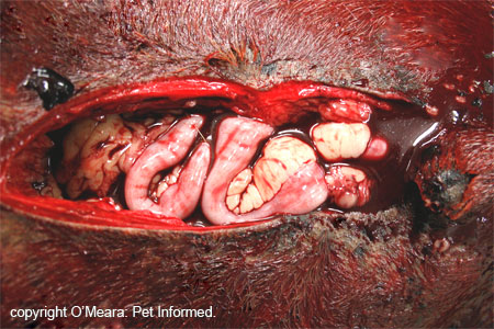 Can Cat Anemia Be Caused By Poison Can Cat Anemia Be Caused By Poison