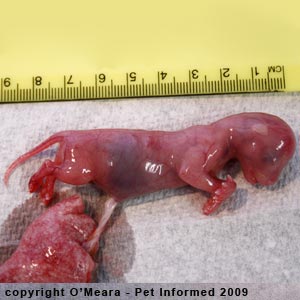 Cat Fetus Development