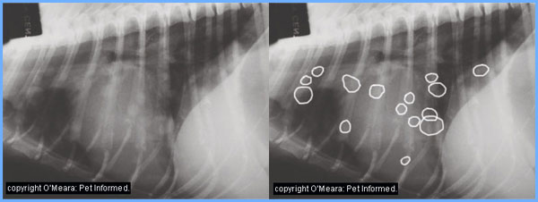 Pets Scan Versus Cat Scan Pets Scan Versus Cat Scan