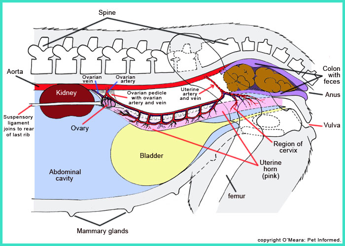 Anatomy Of A Female Dog Diagram