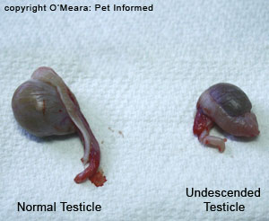 This is a picture of canine testicles (dog testes) removed at surgery. The undescended (cryptorchid) testicle is often smaller than the descended testicle.