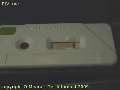 This is an FIV test that tested positive - the two bands in the test window indicate a positive test.