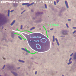 Giardia and coccidia contagious, Ha a giardiasis elemzése kétséges