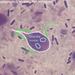 coccidia giardia and spirochetes