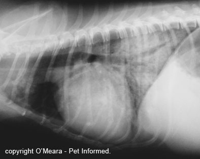Radiograph (xray) showing the severe fluid infiltration of the lungs that occurs in acute respiratory distress syndrome (ARDS) in a septic dog.