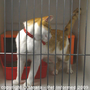 Female cats in heat can be very affectionate. Female cats in heat can be very affectionate.