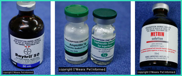 Images of some antibiotic products that can be used in canine distemper virus treatment
