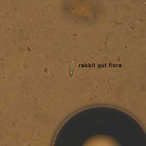 Fecal float parasite pictures - normal flora of the rabbit gut: Saccharomycopsis gutulatus.