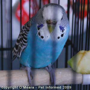 Bird sexing images - a mature female budgie has a brown cere.
