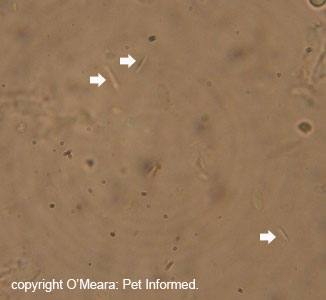 Bacterial rods (indicated with white arrows) seen at 400x on a fecal float.