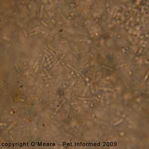 Fecal flotation parasite pictures - bacterial rods on a fecal float.