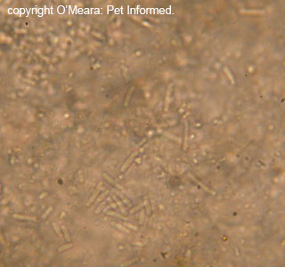 Extreme close-up (1000x) of bacterial rods seen in a fecal floatation sample.