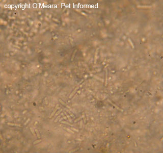 This is a non-stained slide of faeces - see the many bacterial rods floating in the fluid? In disease states like parvo, these nasties can invade the blood.