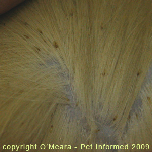 Severe lice infestation of a cat's fur.