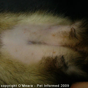 Ferret sexing pictures - a female ferret (jill).