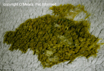 Vomit containing lots of green-colored bile. Vomiting can be one symptom of distemper in puppies.