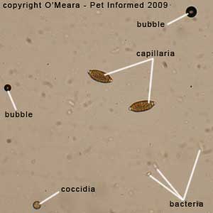 Fecal float parasite pictures - a fecal flotation test on a bird showing coccidian oocysts and Capillaria eggs.
