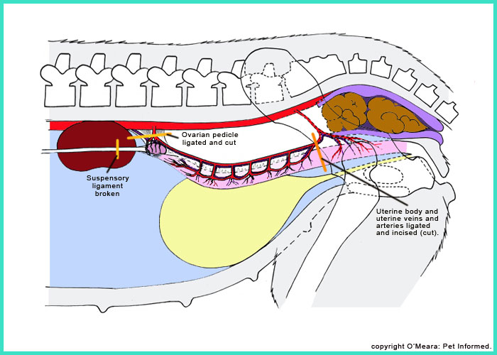 arteries and veins diagram. arteries and veins) and