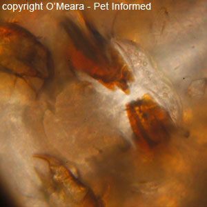 Lice pictures - This is a close-up microscope photo of the mouth-parts of a biting louse.