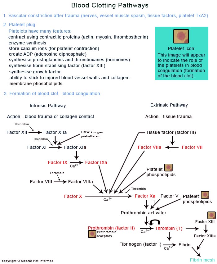 clotting pathway diagram. The diagram looks very complex