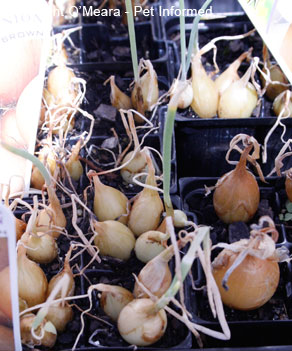 Onions and related plants can be planted to repel vermin rodent pests.