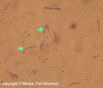 This is a fecal smear of Campylobacter organisms seen under the microscope. They came from a puppy with severe, mucussy diarrhea and bright red blood in the faeces.