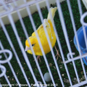 Bird sexing pictures - a female canary with her egg.