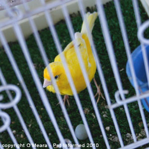 Bird sexing pictures - a female canary with her egg. Bird sexing pictures - a female canary with her egg.
