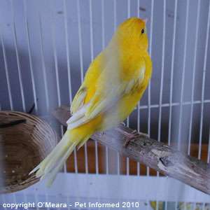 Bird sexing pictures - a female canary.