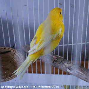 Bird sexing pictures - a female canary. Bird sexing pictures - a female canary.
