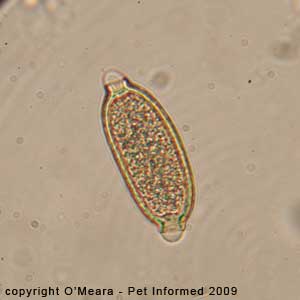Fecal float parasite pictures - a fecal float exam on a bird showing Capillaria eggs. Fecal float parasite pictures - a faecal float exam on a bird showing Capillaria eggs.
