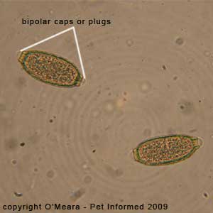 Fecal float parasite pictures - a fecal float exam on a bird showing Capillaria eggs. Fecal float parasite pictures - a fecal float exam on a bird showing Capillaria eggs.