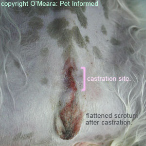 This is a photo taken of a dog's scrotum (scrotal sac) immediately following desexing surgery (neutering). The scrotum has no testes and is flattened.