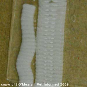 Fecal float parasite pictures - The paired, white spots inside of each tapeworm segment are the tapeworm's ovaries.