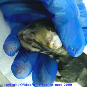 The 9 week old fetal kitten. The 9 week old fetal kitten.