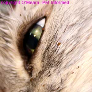 Cat fleas picture - The cat fleas were Ctenocephalides felis and they were fully engorged with cat blood. Look at the big, bloated adult flea on the cat's eyelid.