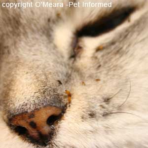 fleas lice difference photo