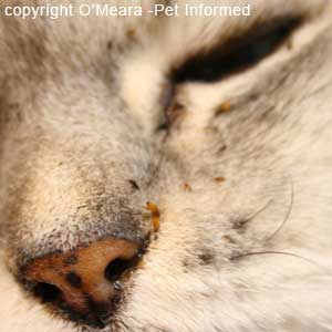 Flea picture - This is an image of a cat with cat fleas. The flea infestation was so heavy that the fleas all clustered on the cat's face when Frontline was placed on the body!