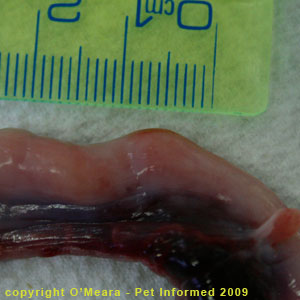 Gestation Period for Cats