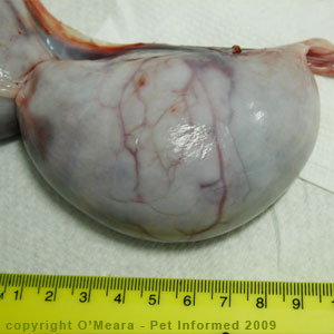 The cat uterus at 6.5 weeks gestation. The cat uterus at 6.5 weeks gestation.
