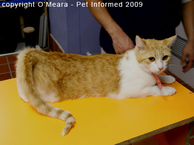 Female cat in heat - the cat in standing heat.