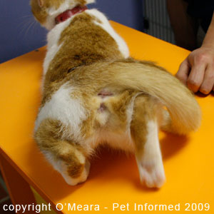 The female cat in heat treading or 'walking on the spot' The female cat in heat treading or 'walking on the spot'
