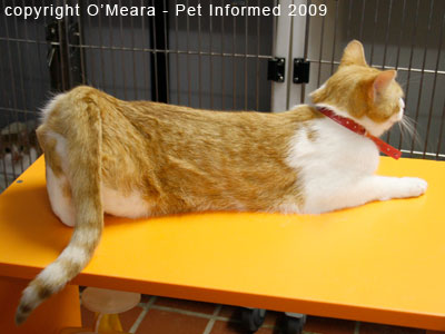 Female cat in heat - the cat Female cat in heat - the cat